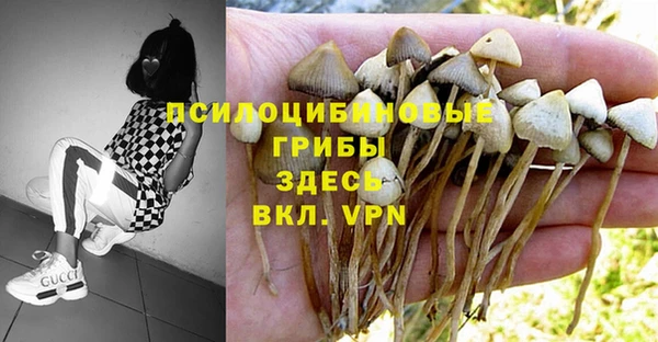ПСИЛОЦИБИНОВЫЕ ГРИБЫ Верея